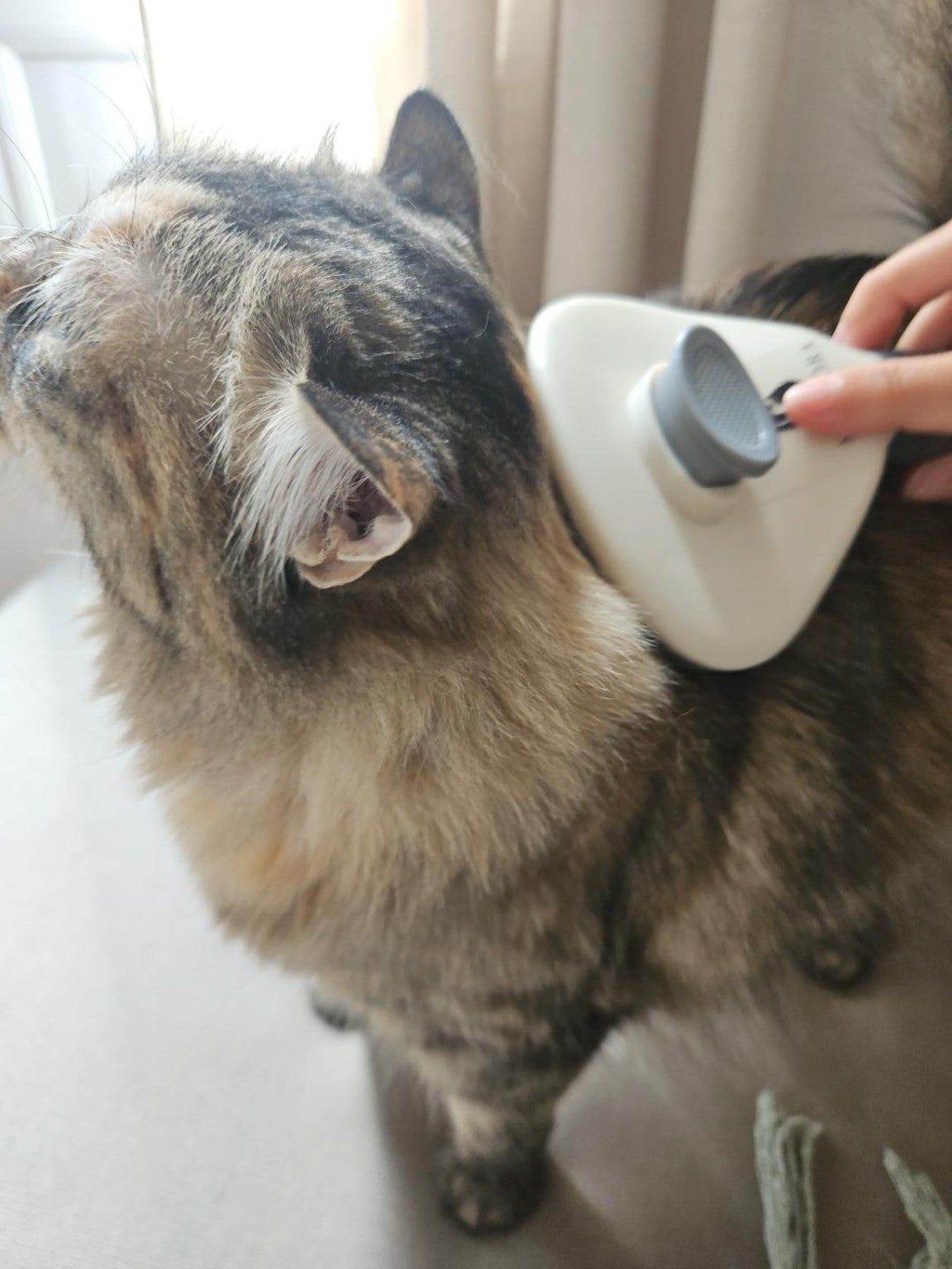 Brosse de Toilettage Malyora